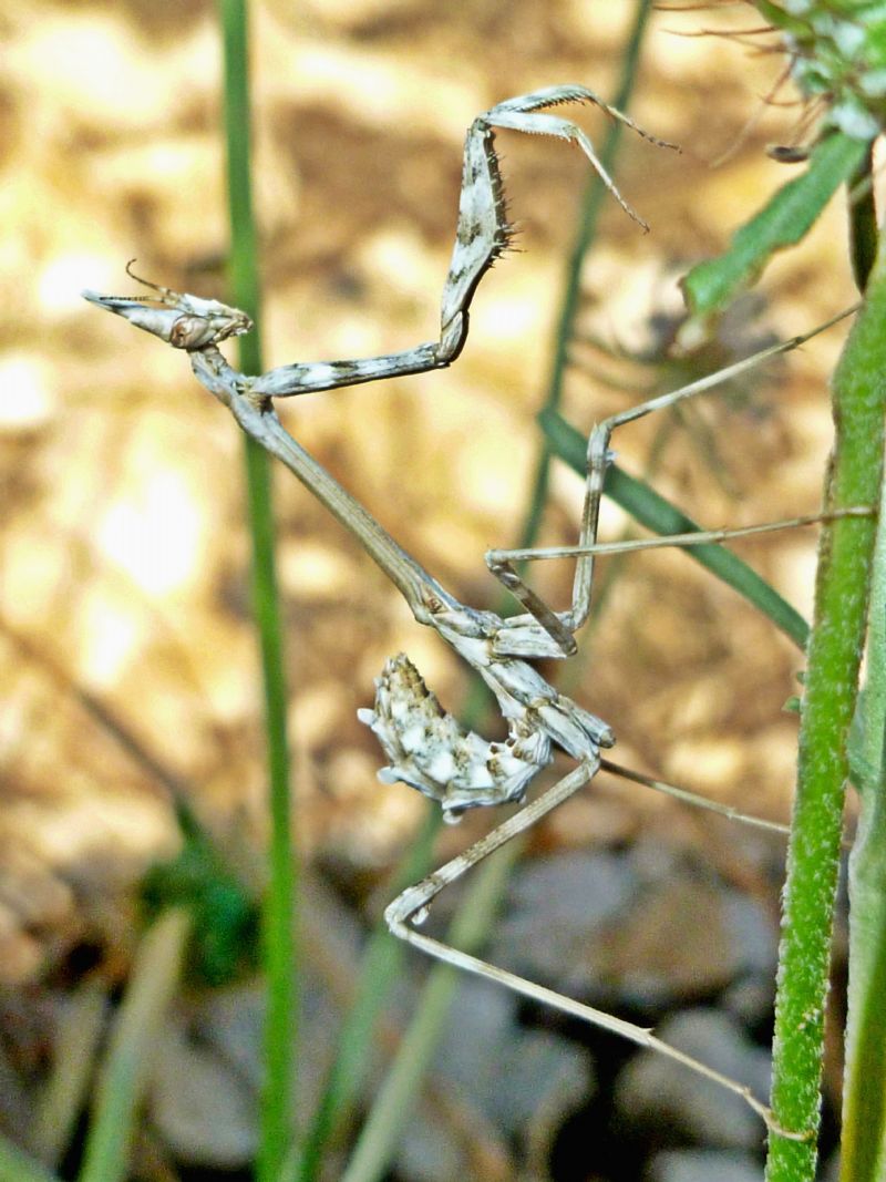 Mantide ID 2: ninfa di Empusa pennata